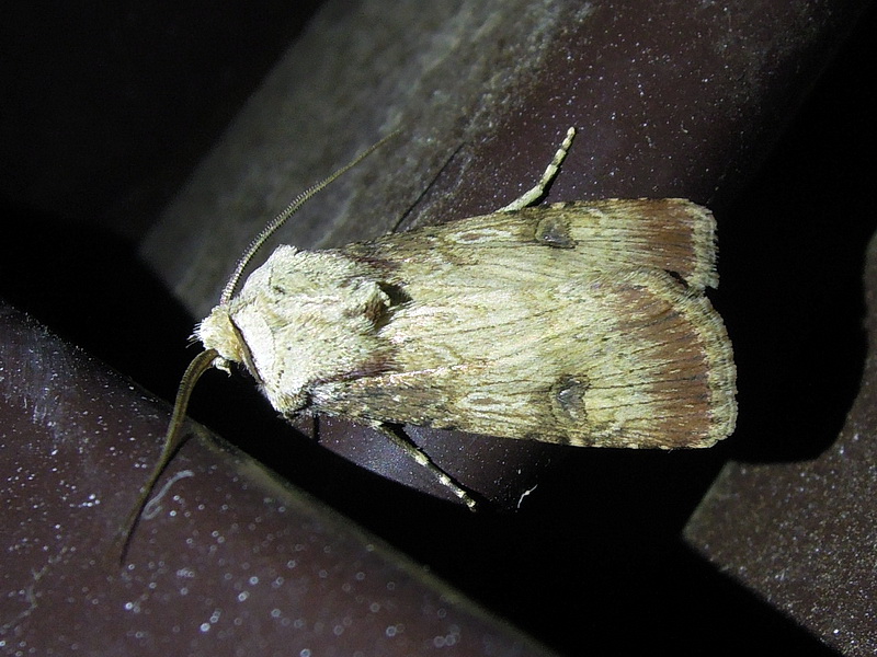 varie Agrotis sp